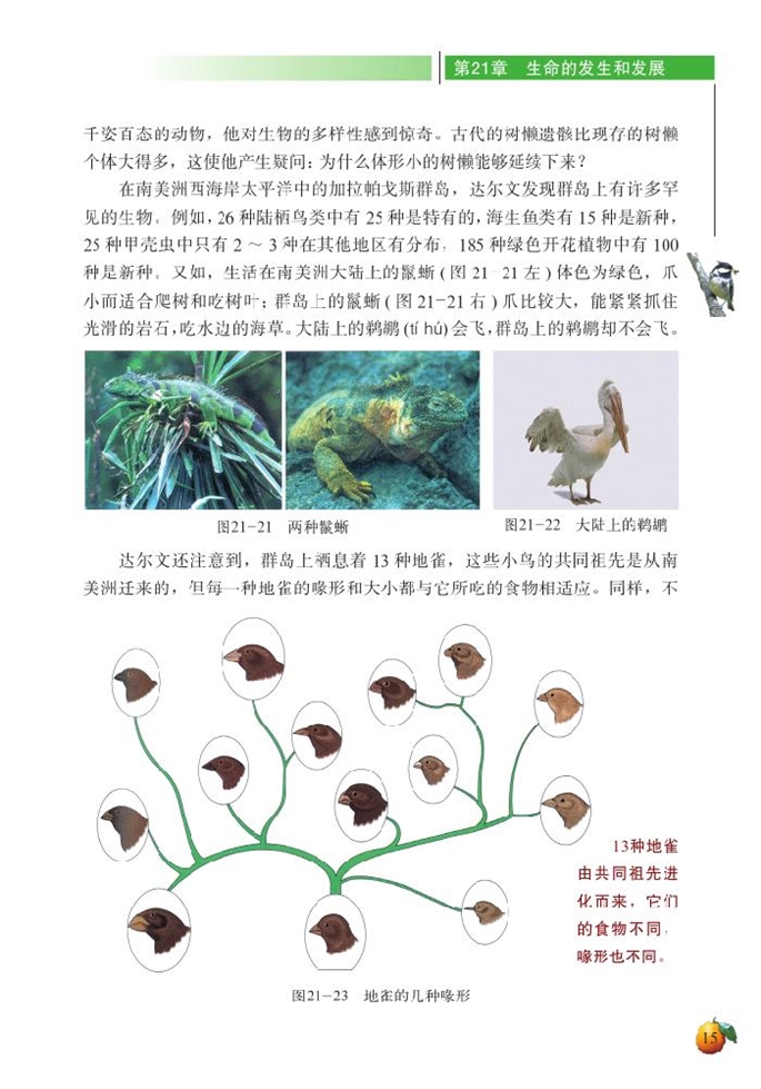 生物的进化(11)