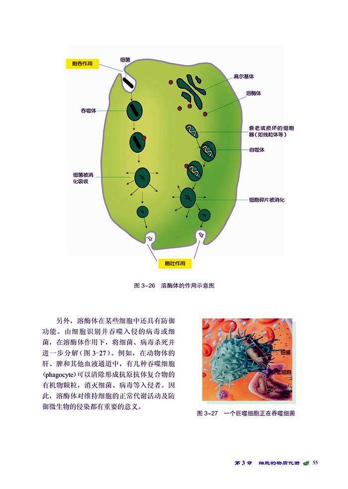 细胞内废物的排除(3)