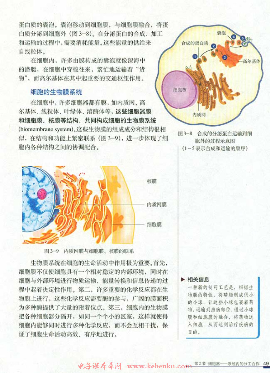 第2节 细胞器──系统内的分工合作(6)