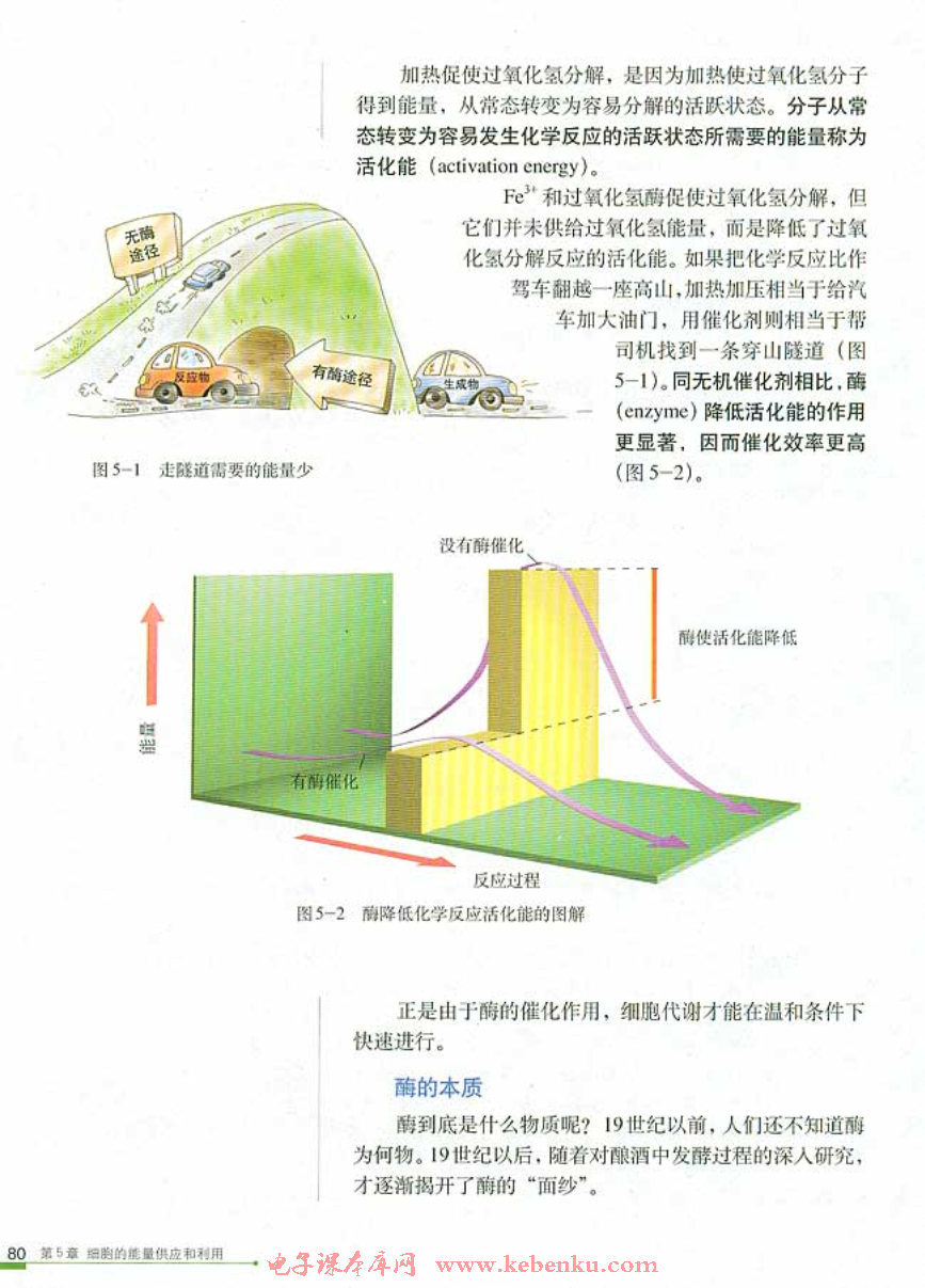 第1节 降低化学反应活化能的酶(3)