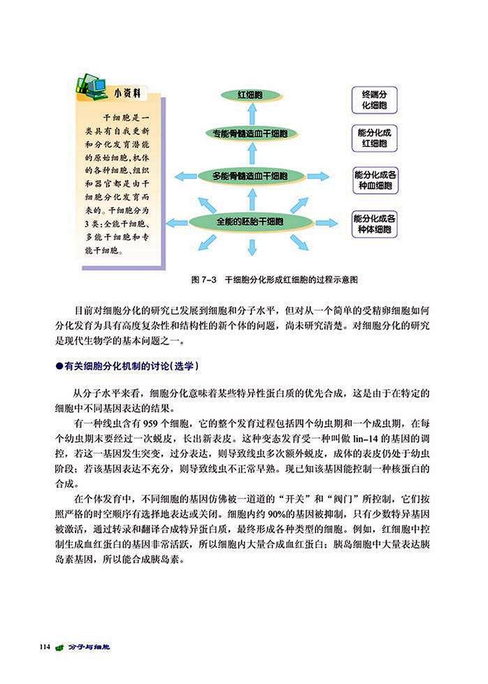 细胞的分化(3)