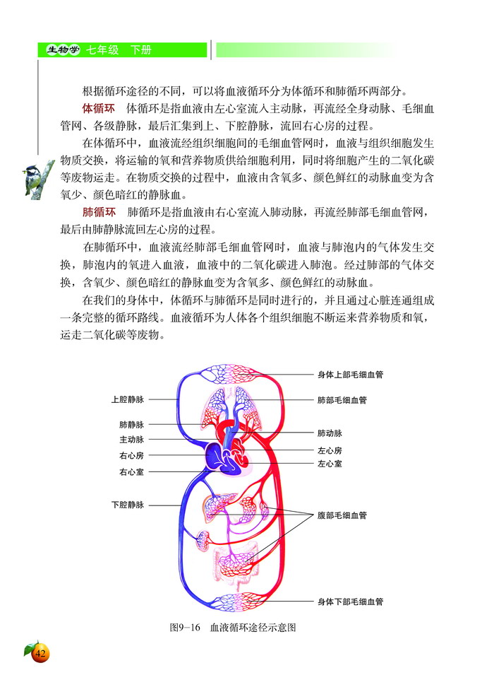 血液循环(10)