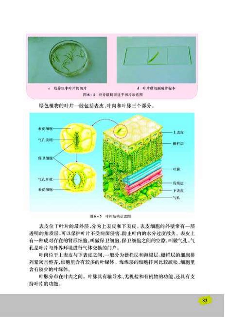 「2」、植物光合作用的场所(2)