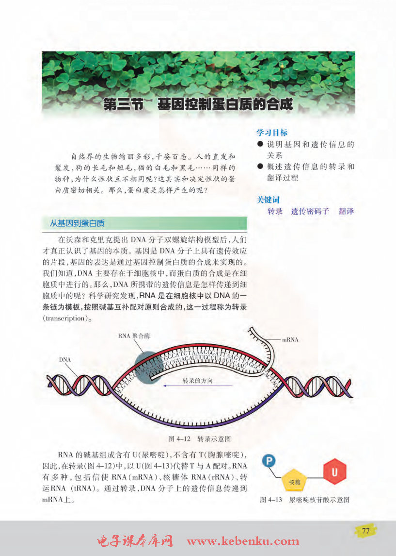 第三节 基因控制蛋白质的合成