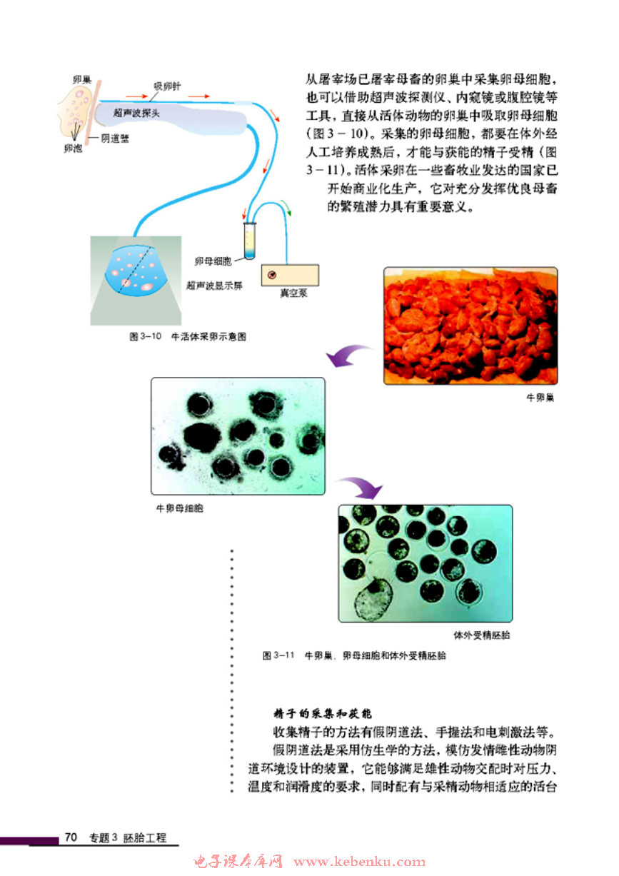 「3」.2 体外受精和早期胚胎培养(2)