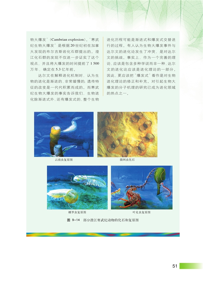 生物进化(10)