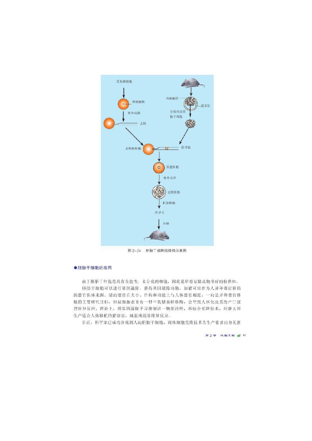 第二节胚胎工程实践技术(11)