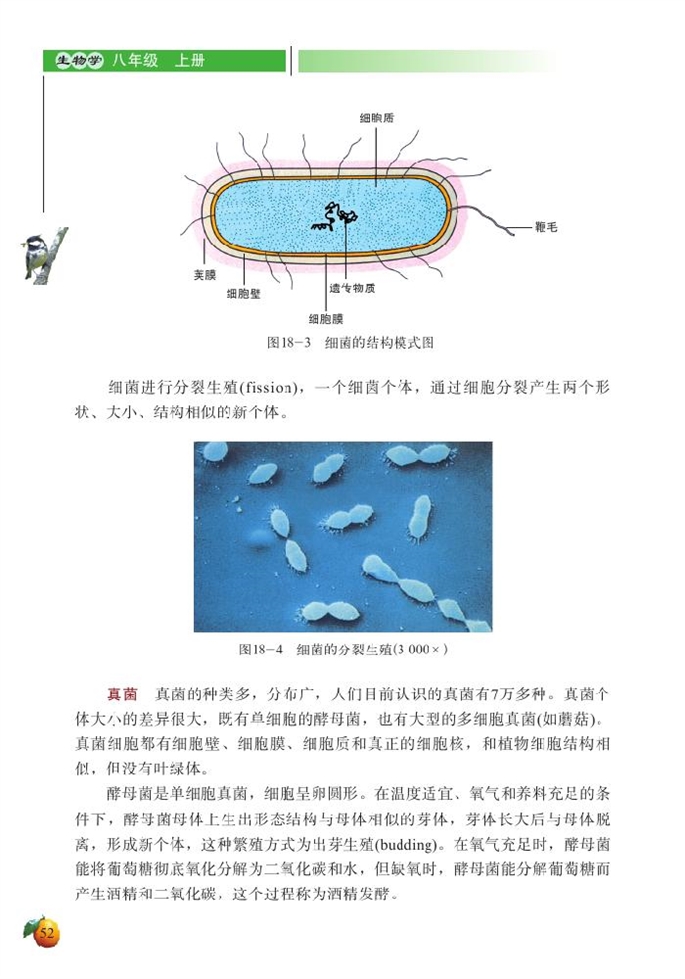 微生物在生物圈中的作用(5)