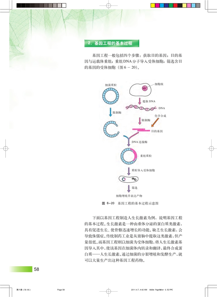 基因工程与转基因生物(3)