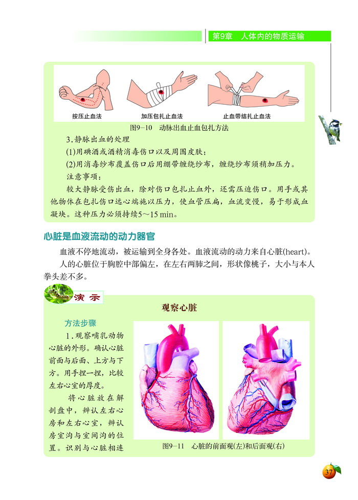 血液循环(5)