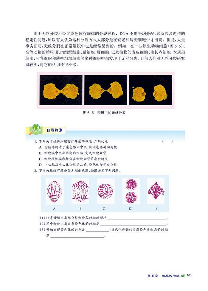 体细胞的分裂(6)