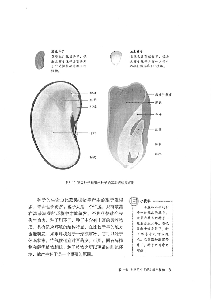 种子植物(3)