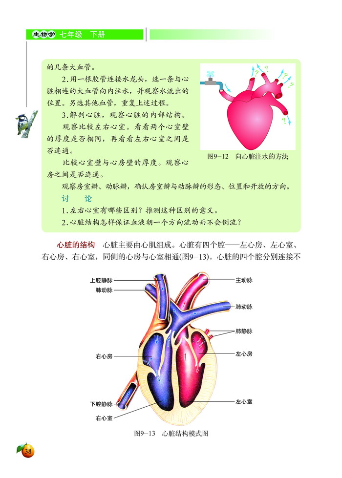 血液循环(6)