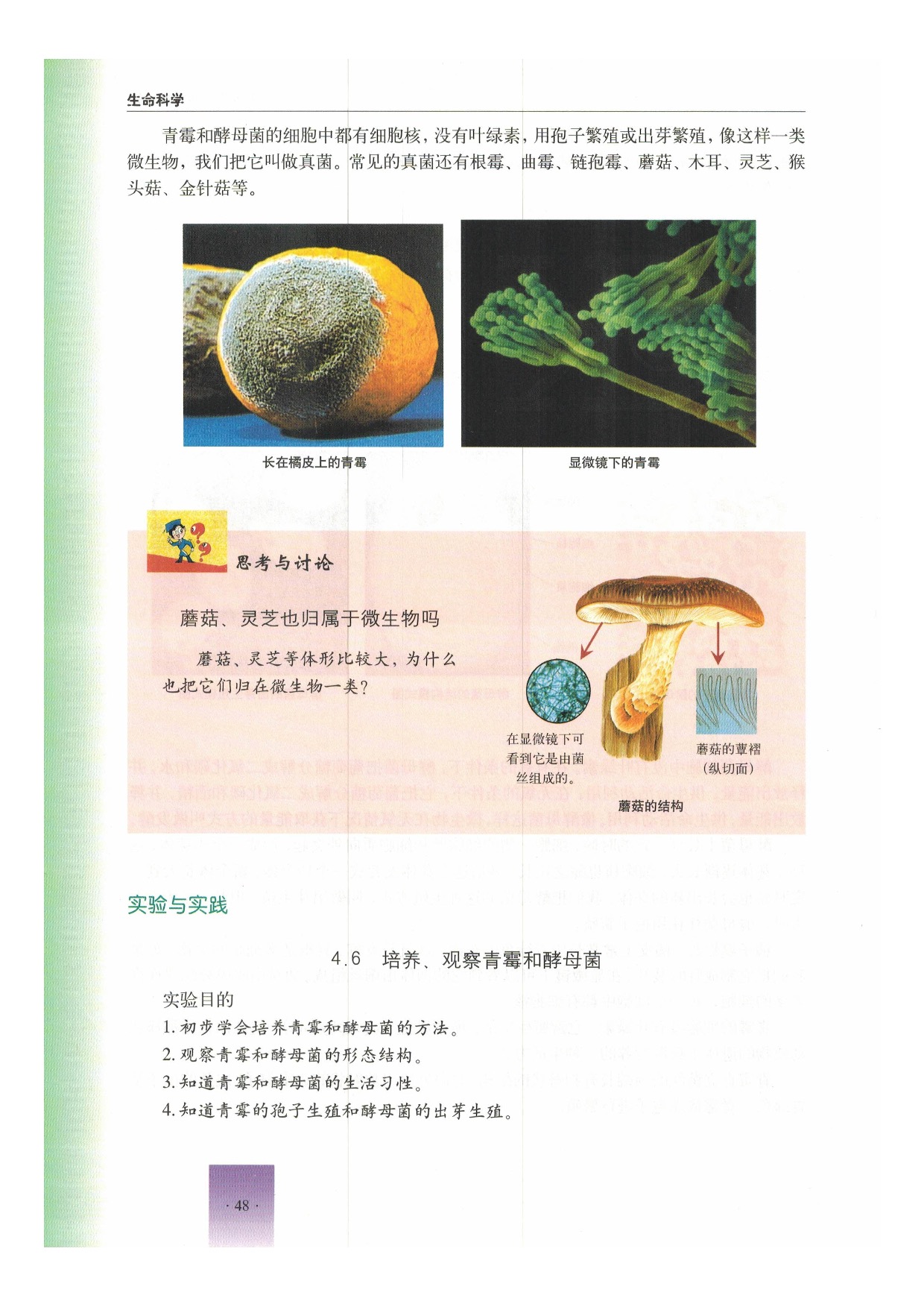 第三节 微生物(5)