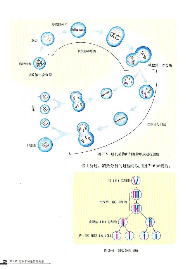 减数分裂和受精作用(5)