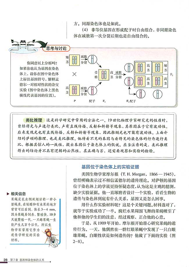 基因在染色体上(2)