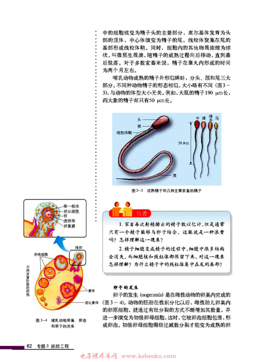 「3」.1 体内受精和早期胚胎发育(2)