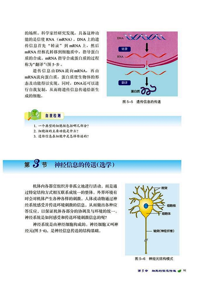 神经信息的传送