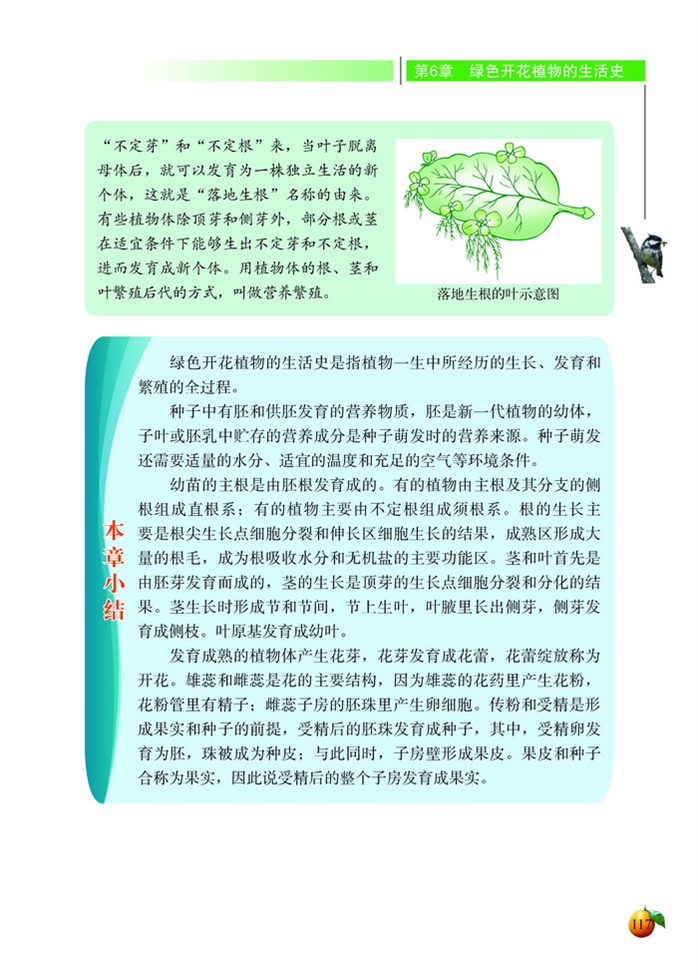 生殖器官的生长(7)