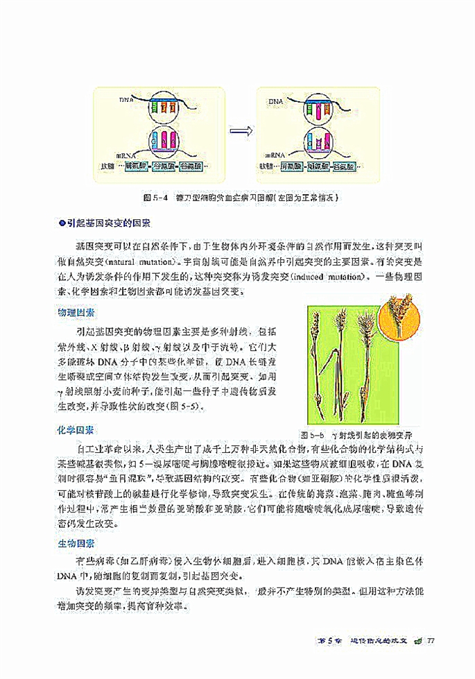 基因突变(4)