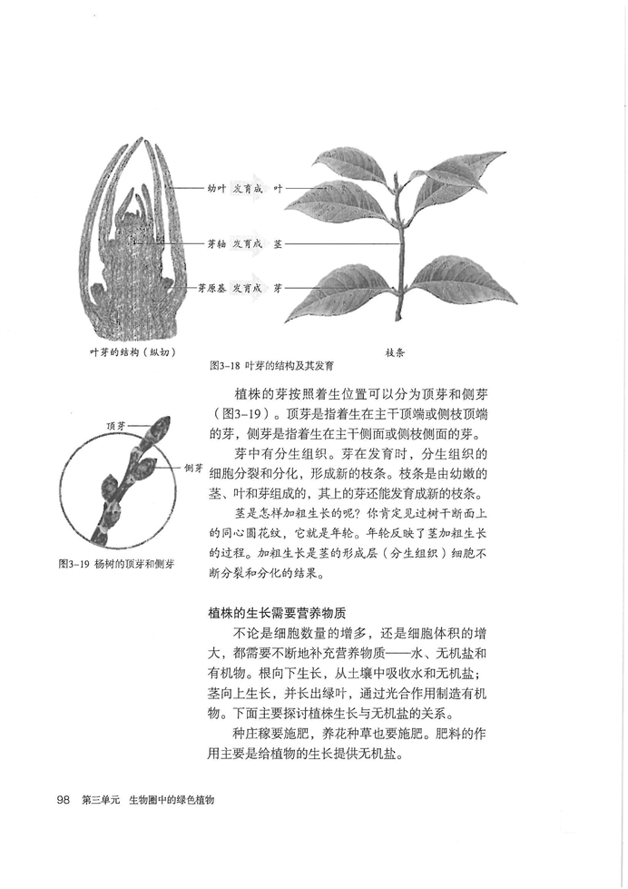 植株的生长(3)