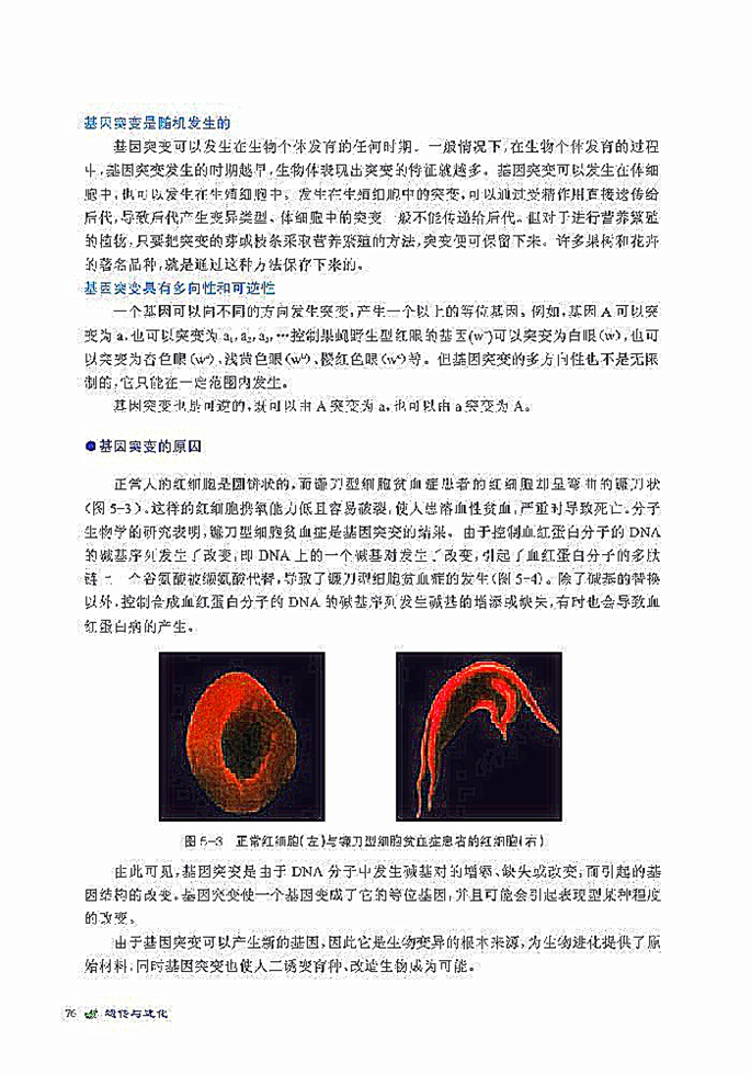 基因突变(3)