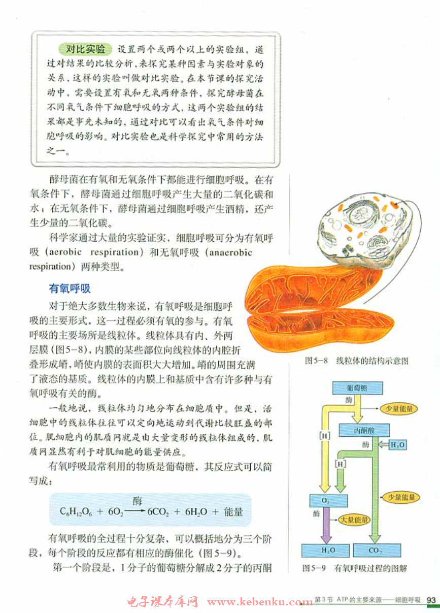 第3节 ATP的主要来源──细胞呼吸(3)