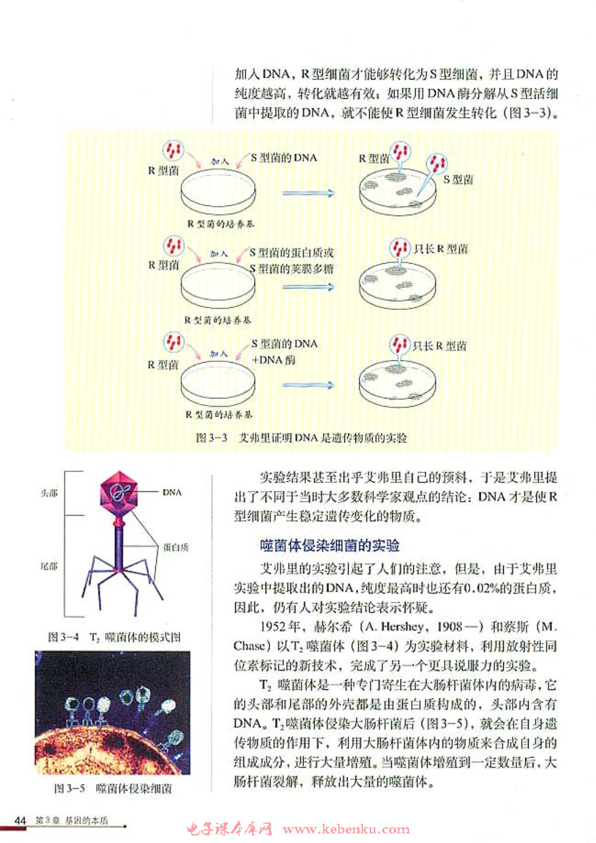 第1节 DNA是主要的遗传物质(3)