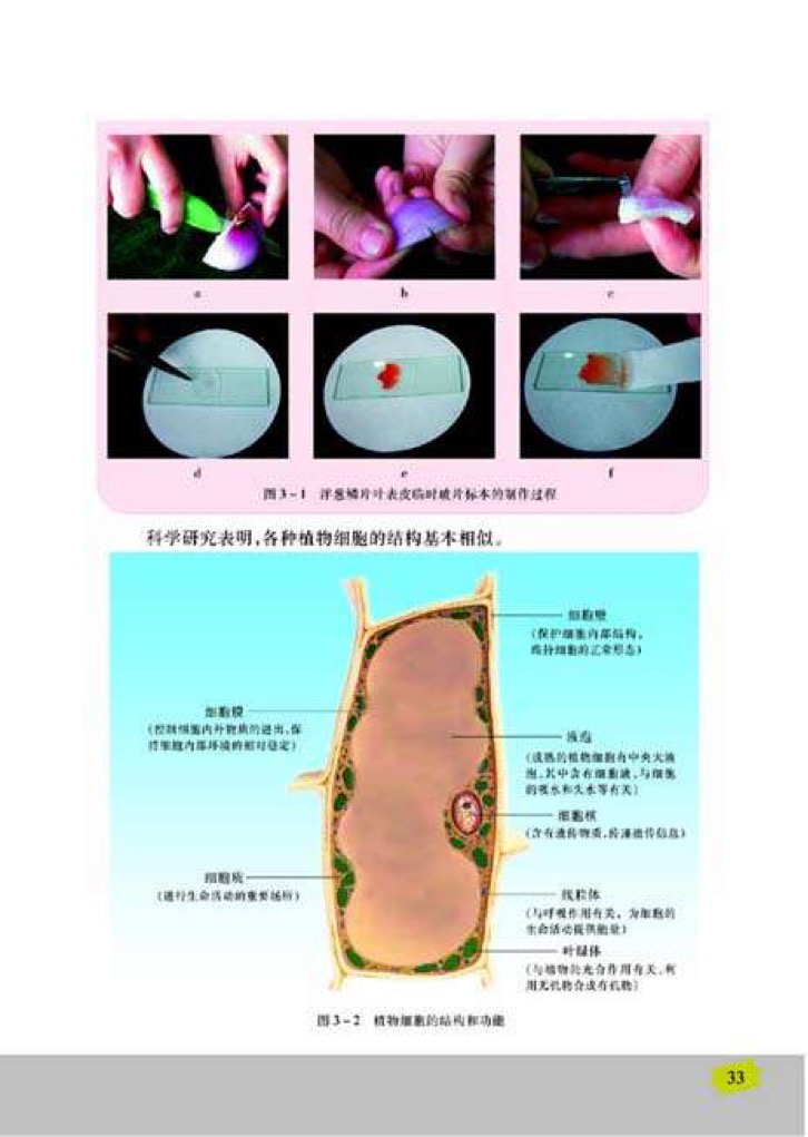 「1」、植物细胞的结构和功能(2)