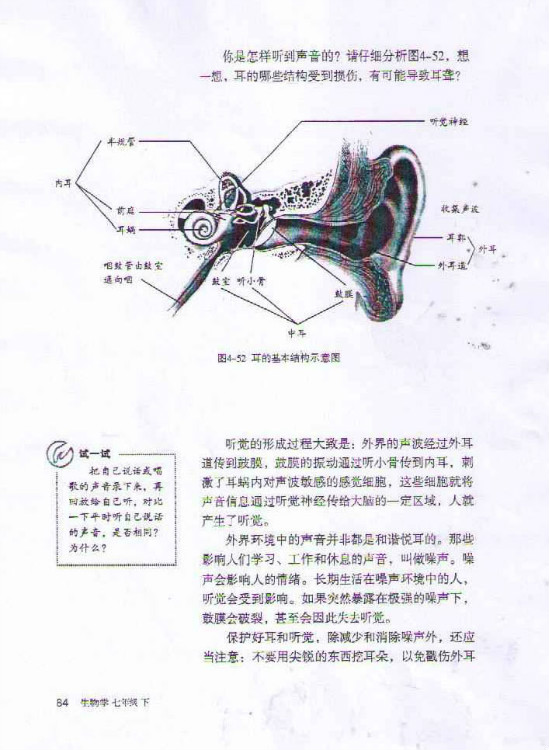 耳和听觉(2)