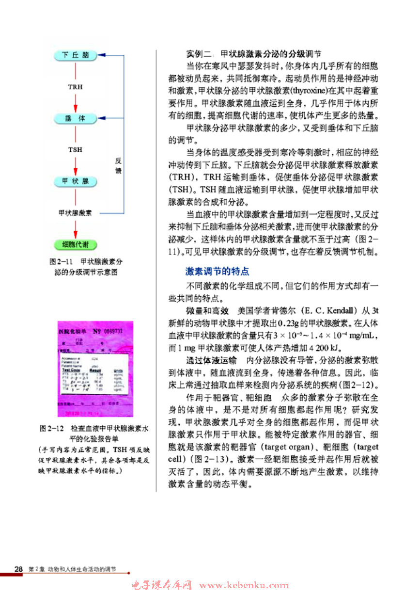 第2節(jié) 通過激素的調(diào)節(jié)(6)