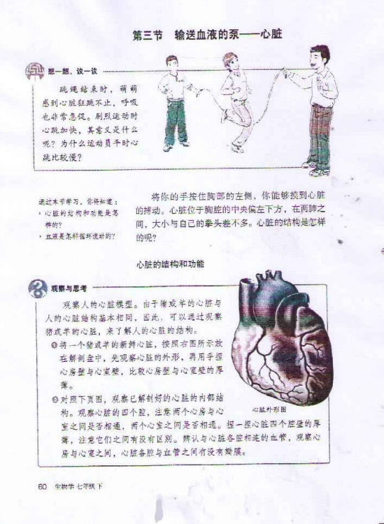 第三节 输送血液的泵 心脏