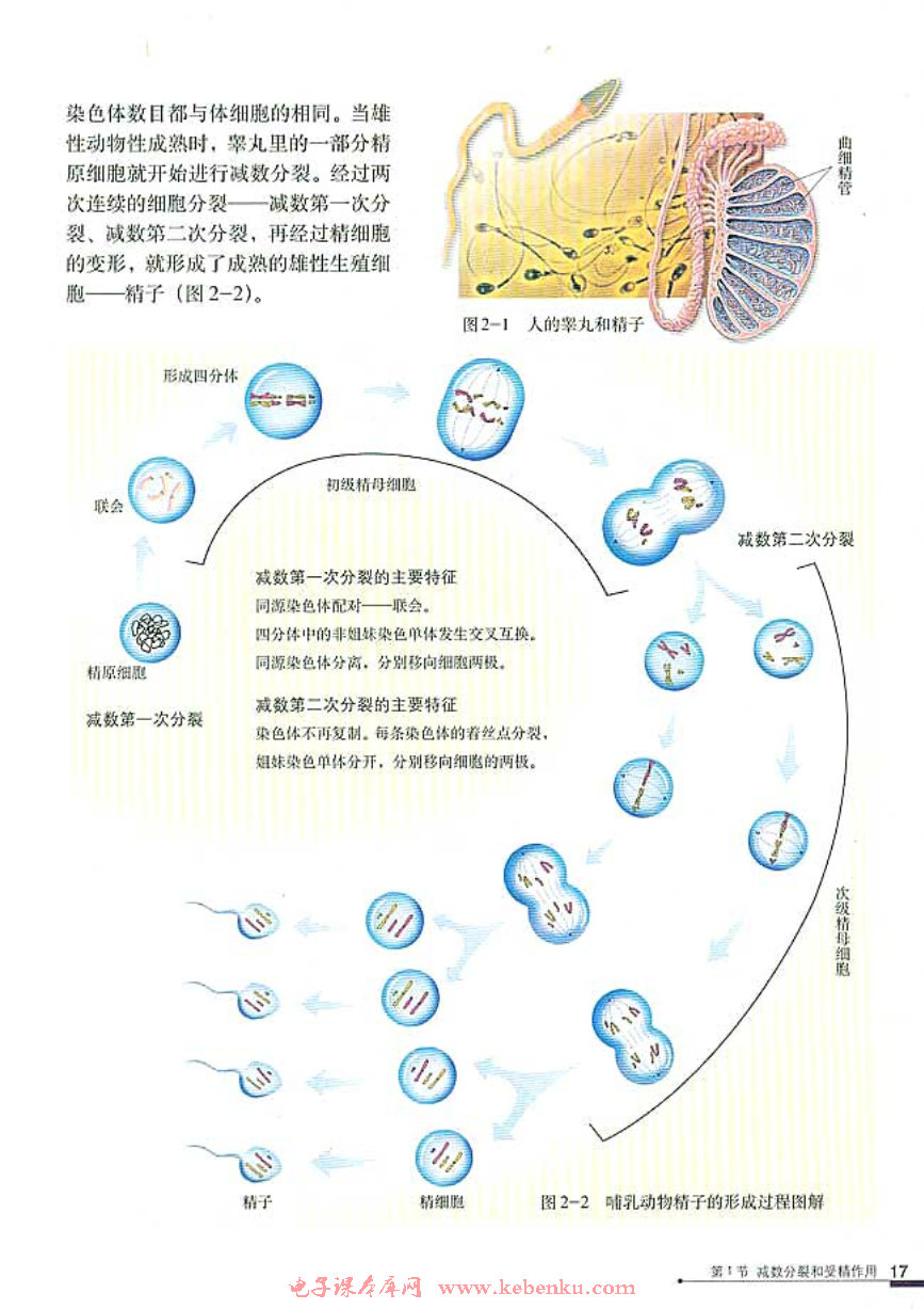第1节 减数分裂和受精作用(2)