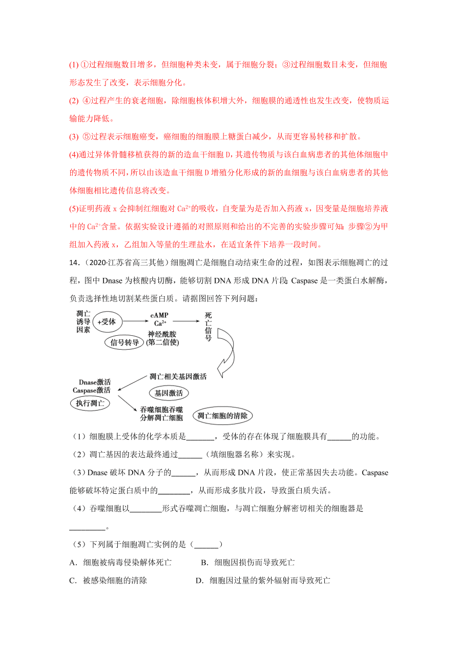 2020-2021学年高三生物一轮复习专题13 细胞的分化、衰老、凋亡和癌变（练）