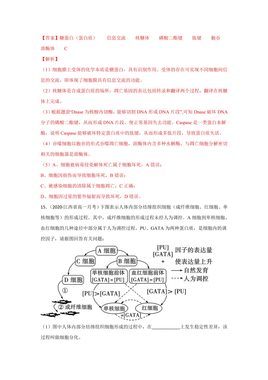 2020-2021学年高三生物一轮复习专题13 细胞的分化、衰老、凋亡和癌变（练）