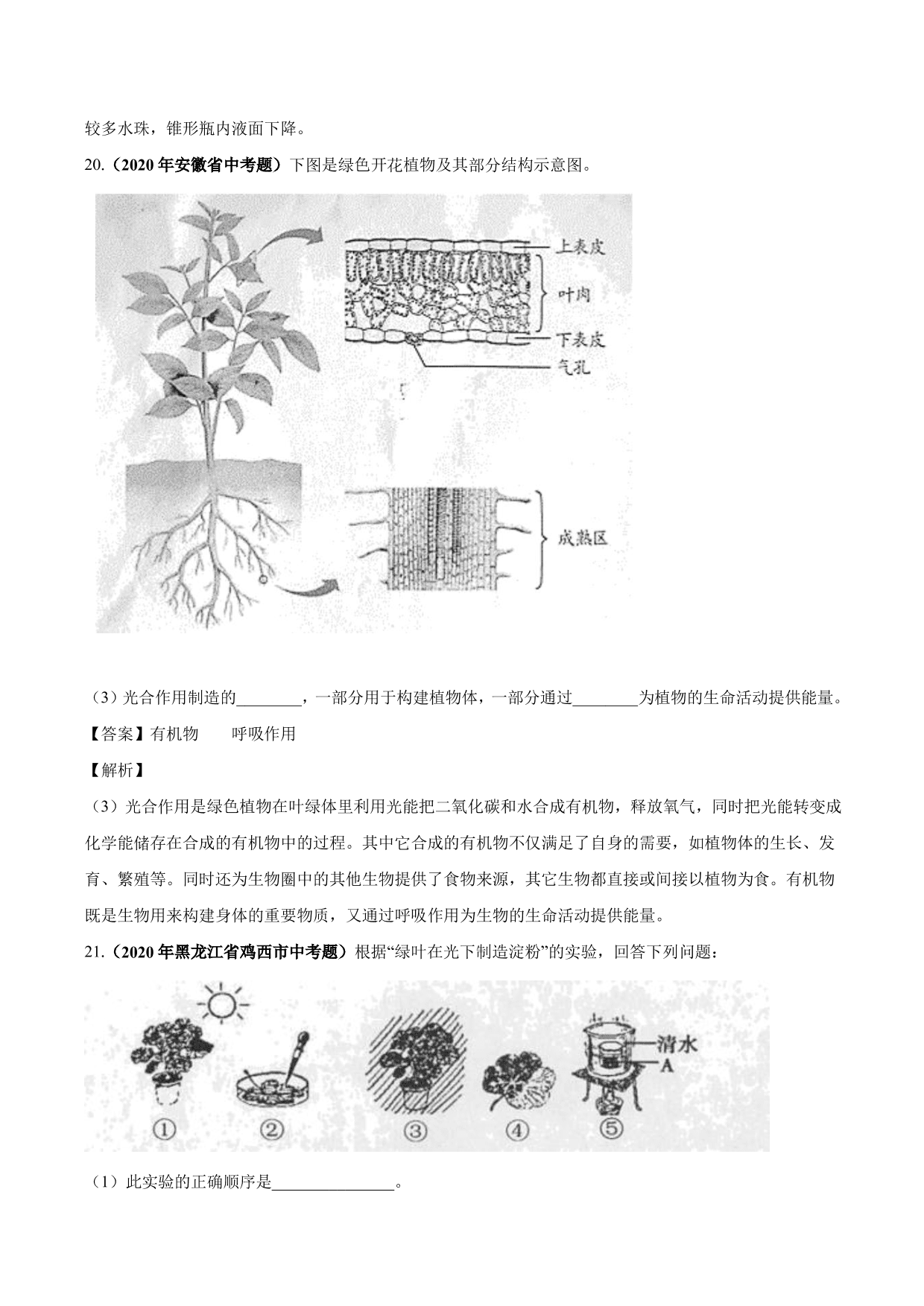 2020-2021学年中考生物真题汇编及答案：绿色植物的蒸腾作用、光合作用和呼吸作用